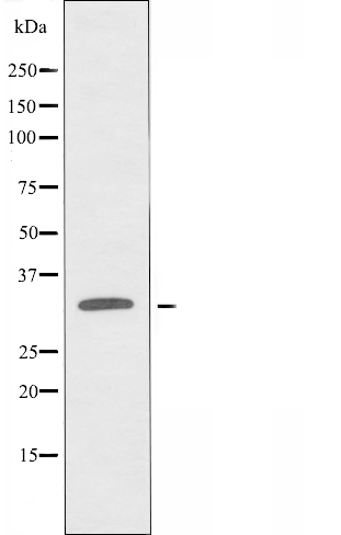 CDK1 Ab