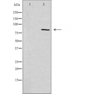 Cadherin 11 Ab