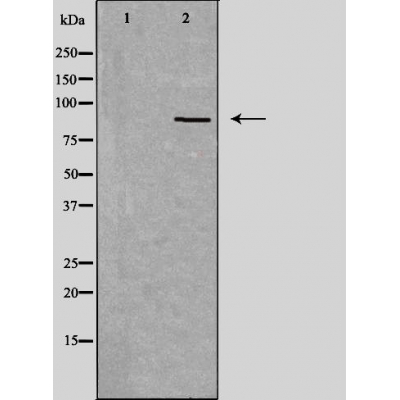 Cadherin 18 Ab