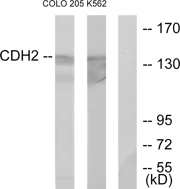 Cadherin 2 Ab