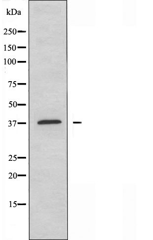 CDK5 activator 1 Ab