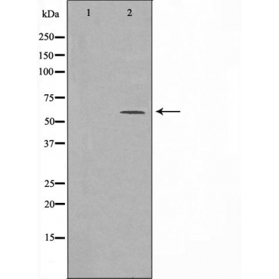 CDK5 regulatory subunit associated protein 3 Ab