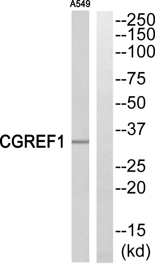 CGREF1 Ab