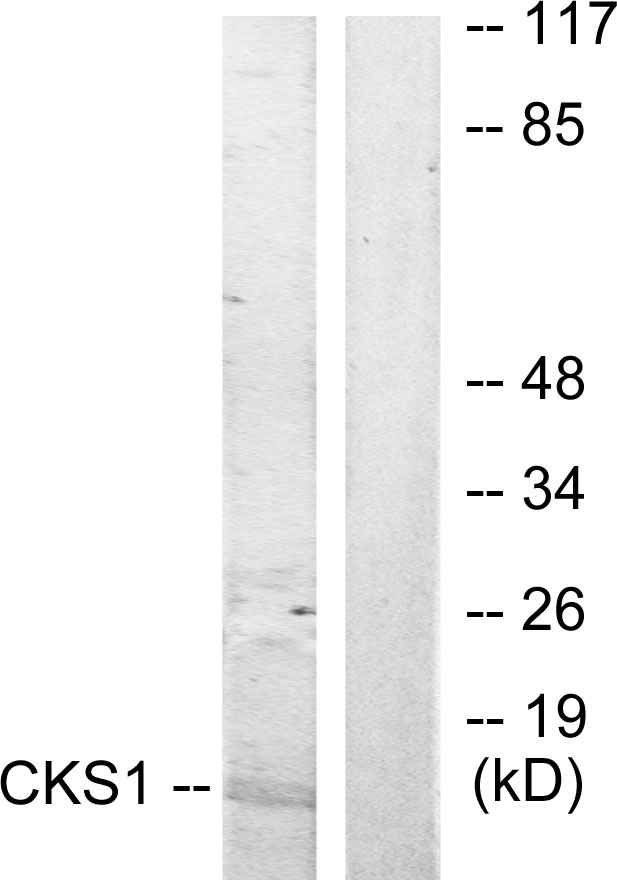 CKS 1 Ab