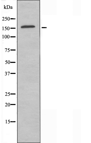 CLASP1 Ab