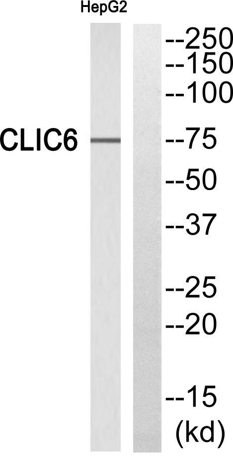 Chloride intracellular channel protein 6 Ab