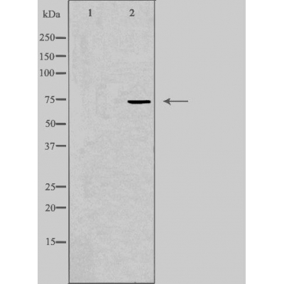 Putative lipid scramblase CLPTM1 Ab