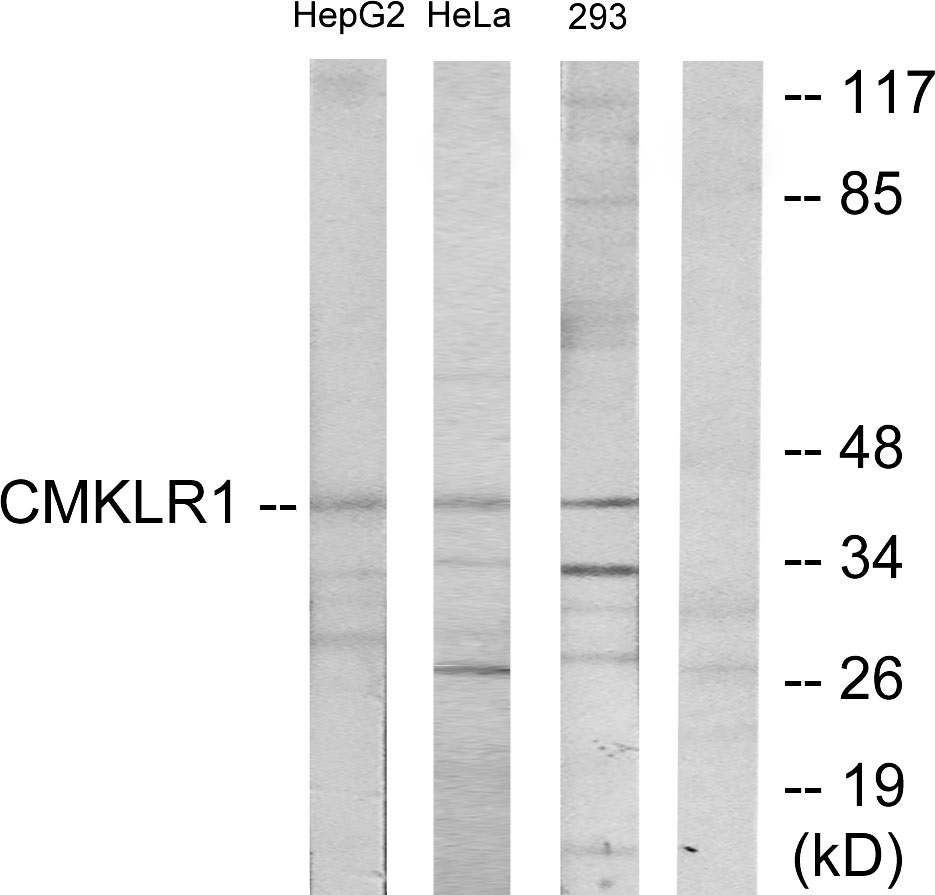 CMKLR1 Ab