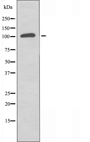 Connector enhancer of KSR 2 Ab