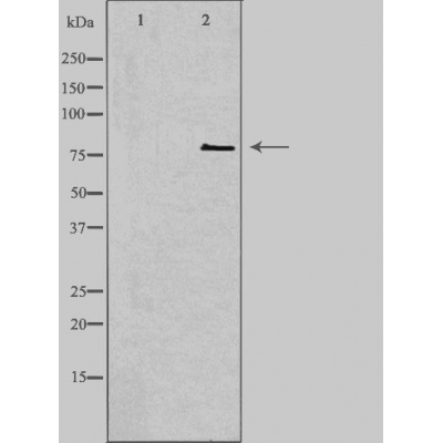 CNKSR1 Ab