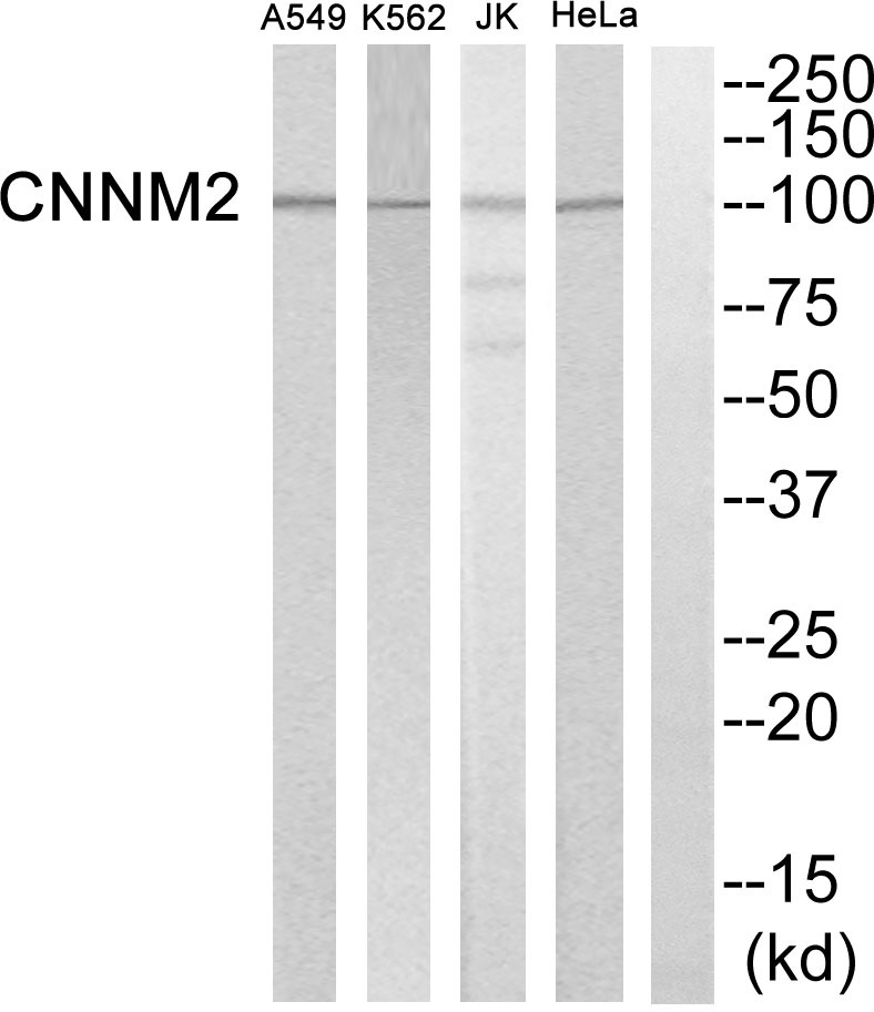 CNNM2 Ab