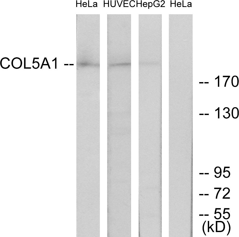 Collagen V alpha 1 Ab