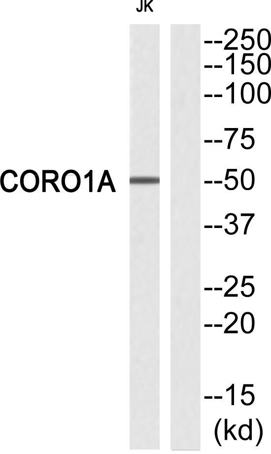 Coronin 1A Ab