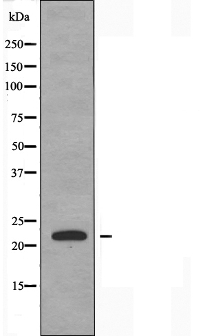 CSRP1 Ab