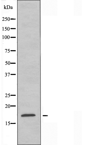 Cystatin 11 Ab