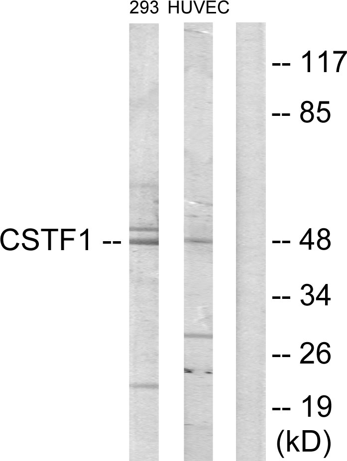 CSTF1 Ab