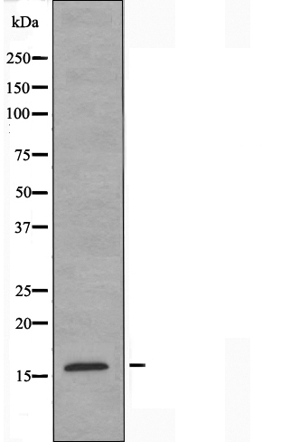 Cytokine like protein 1 Ab