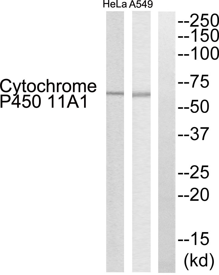 Cytochrome P450 11A1 Ab