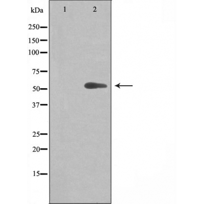 Cytochrome P450 20A1 Ab