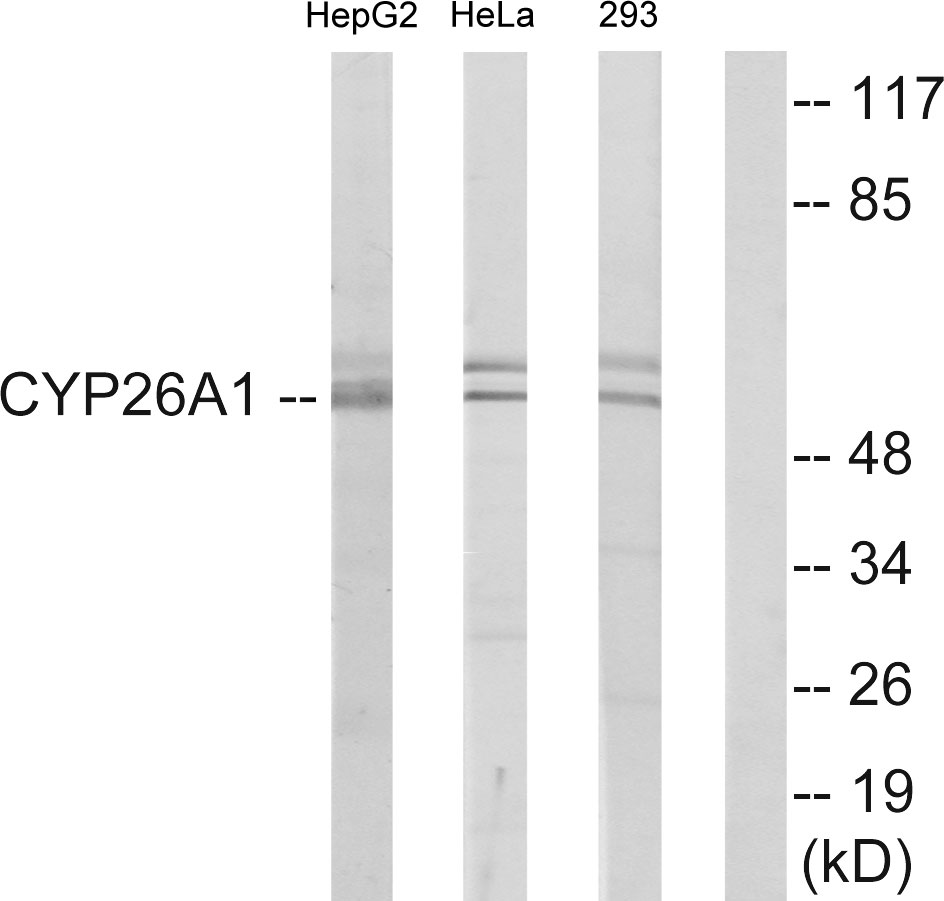 Cytochrome P450 26A1 Ab