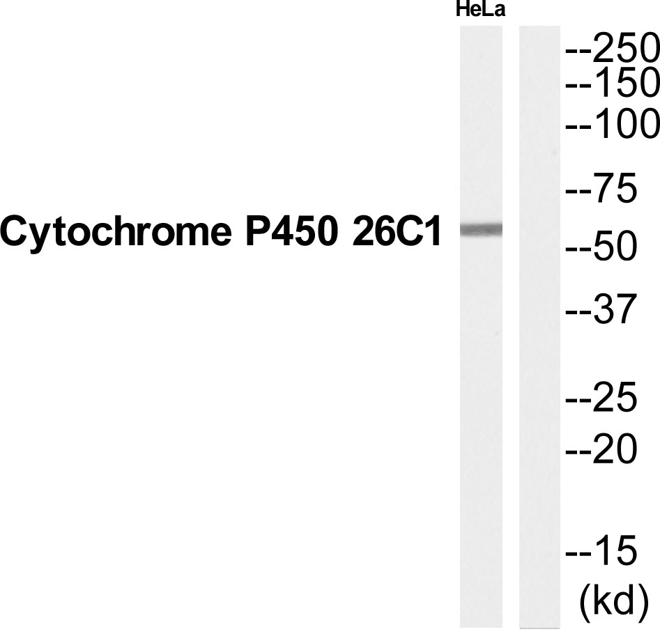 Cytochrome P450 26C1 Ab