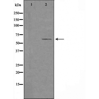 Cytochrome P450 2U1 Ab