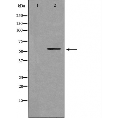 Cytochrome P450 39A1 Ab