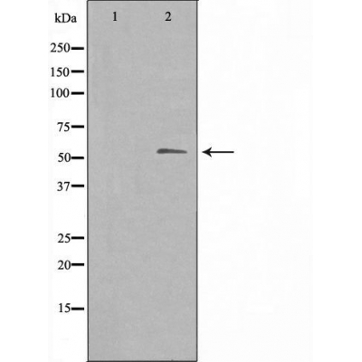 Cytochrome P450 3A4/3A5 Ab