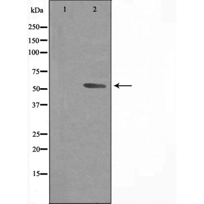 Cytochrome P450 3A43 Ab