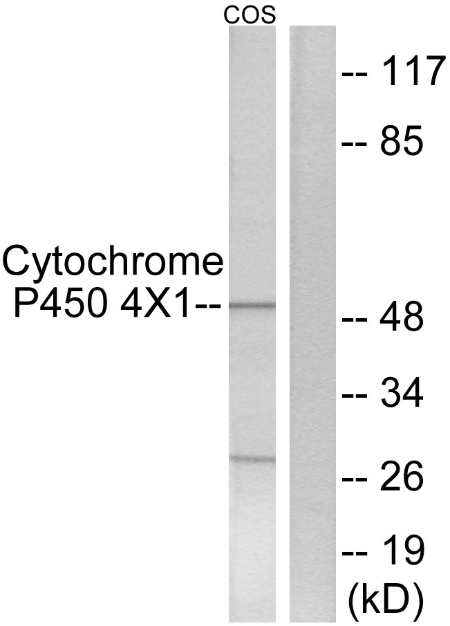 Cytochrome P450 4X1 Ab