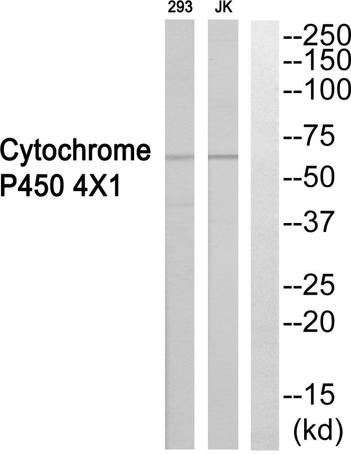 Cytochrome P450 4X1 Ab