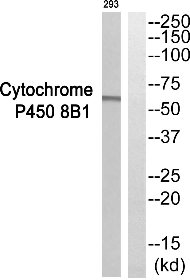 Cytochrome P450 8B1 Ab