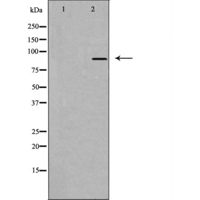 DAG kinase beta Ab