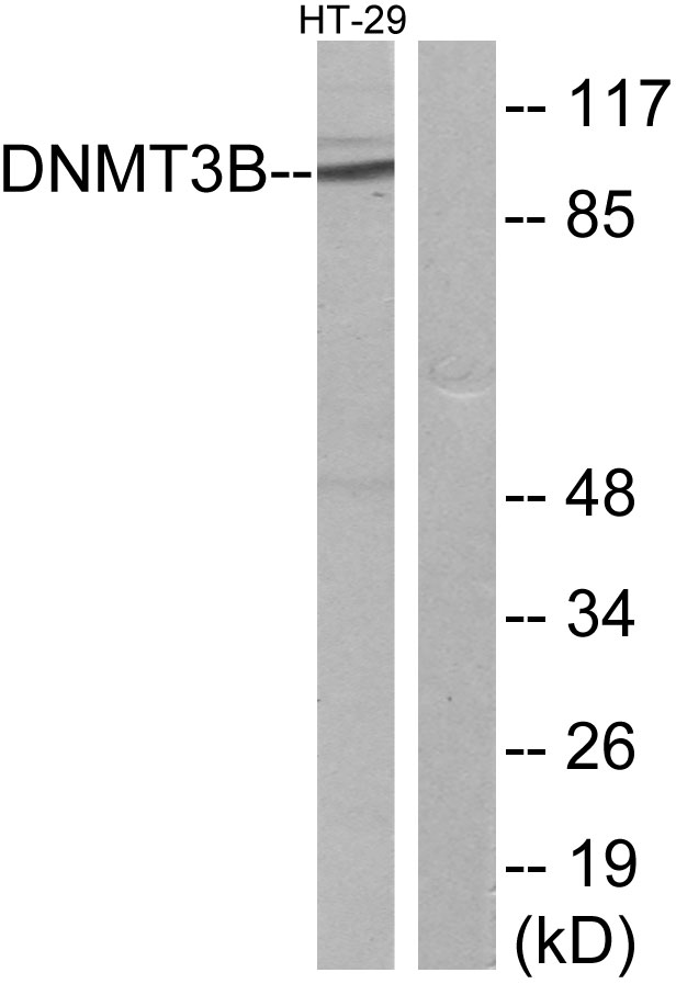 DNMT3B Ab