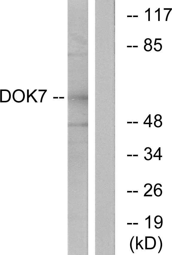 DOK7 Ab