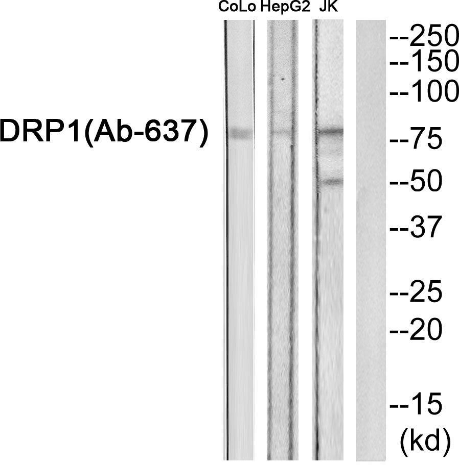 DNM1L Ab