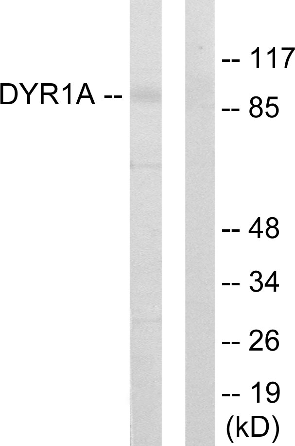 DYRK1A Ab