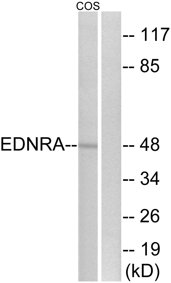 EDNRA Ab