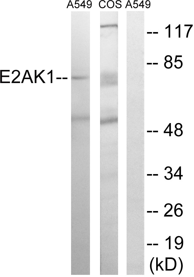 eIF2AK1 Ab