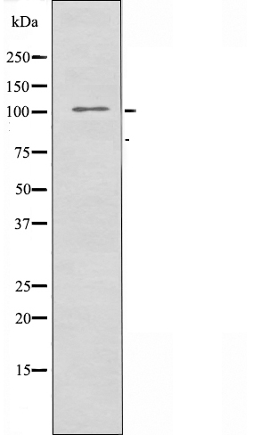 Ephrin A receptor 7 Ab