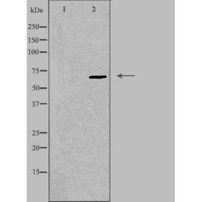 Epsin 2 Ab