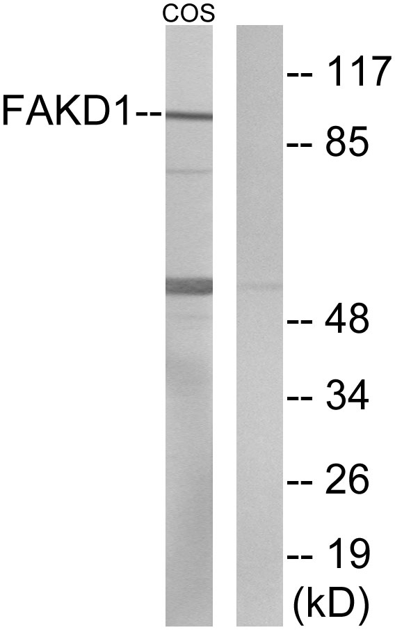 FASTKD1 Ab