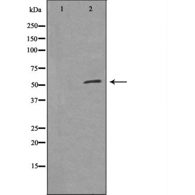 FGFR substrate 3 Ab