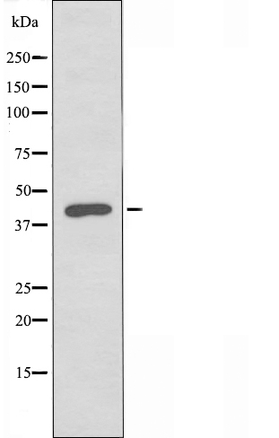 CDC2L1 Ab