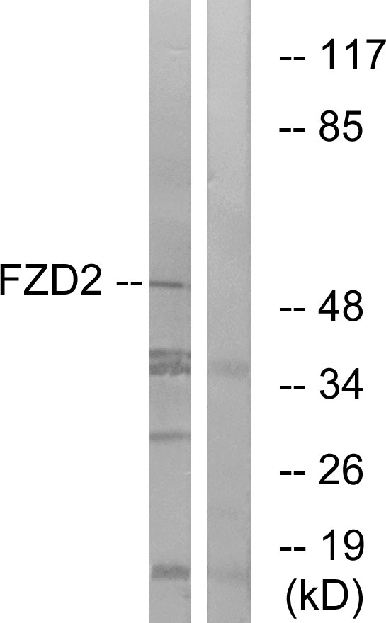 Frizzled 2 Ab