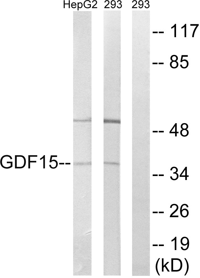 GDF15 Ab