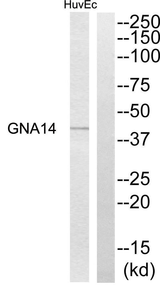 GNA14 Ab