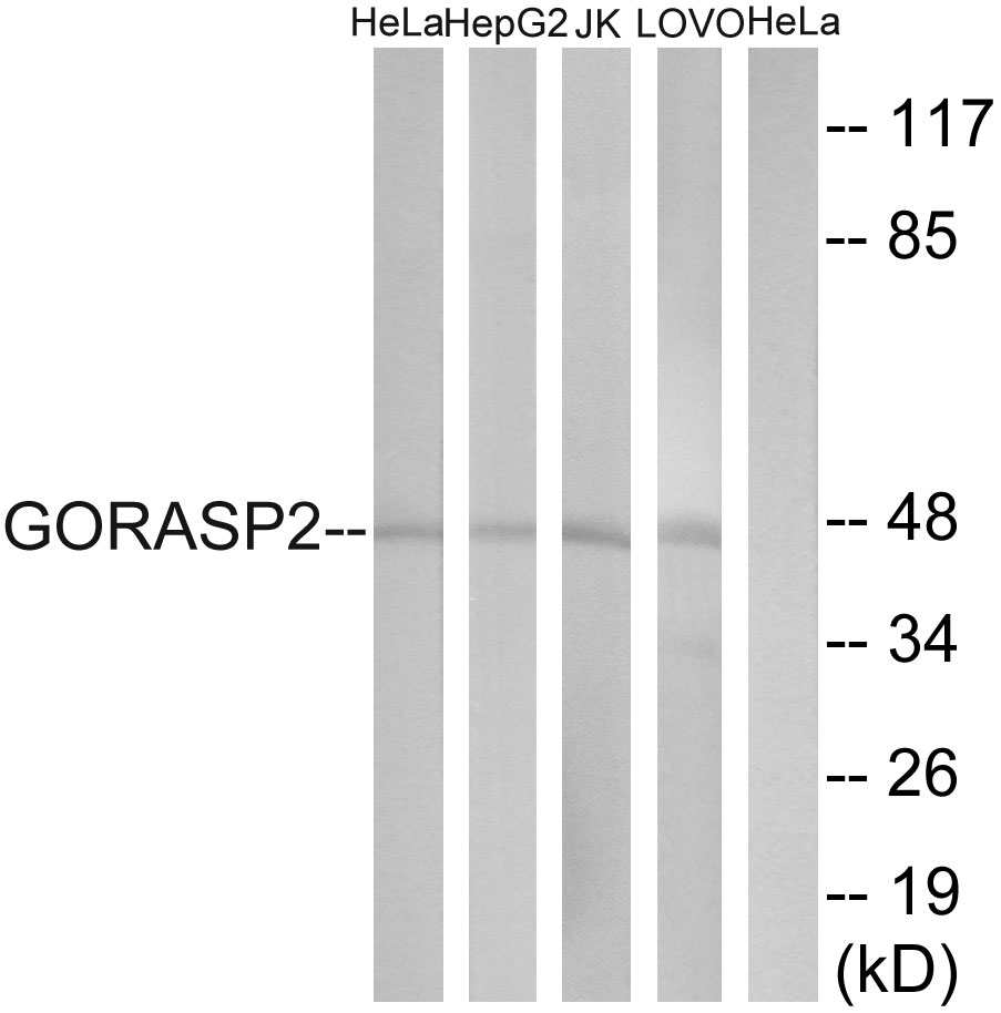 GORASP2 Ab