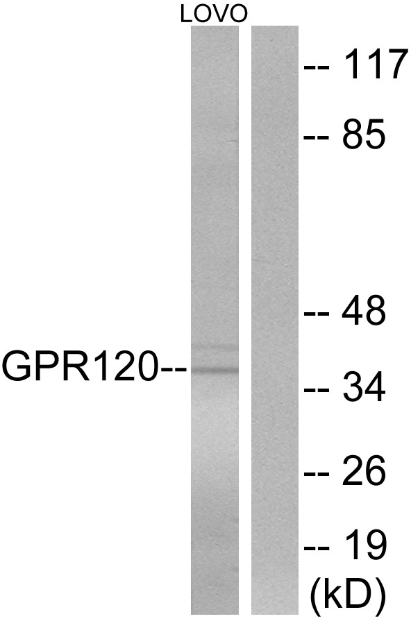 Free fatty acid receptor 4 Ab