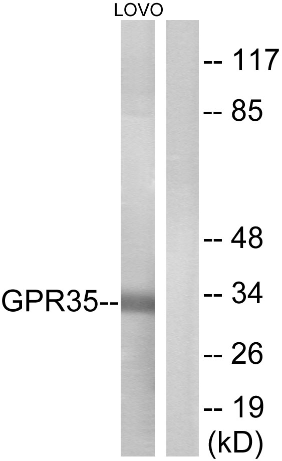 GPR35 Ab